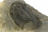 Detailed Morocops Trilobite - Visible Eye Facets #186736-5
